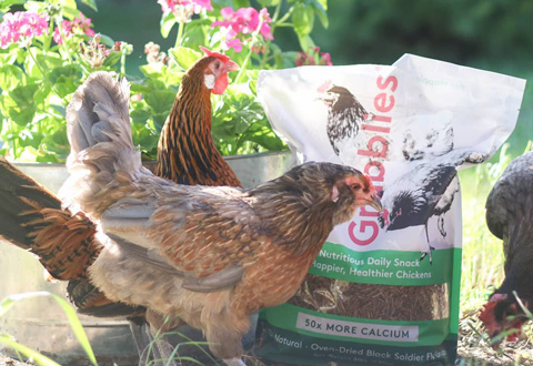 Picture of some chickens and chicken feed